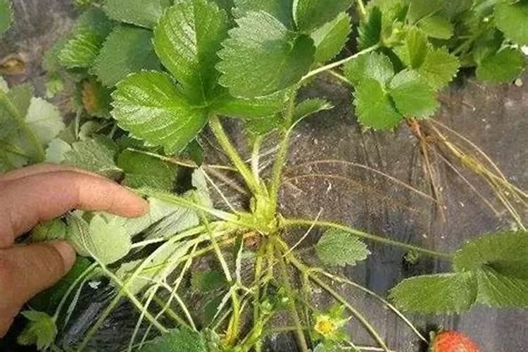 荔枝施什么肥好