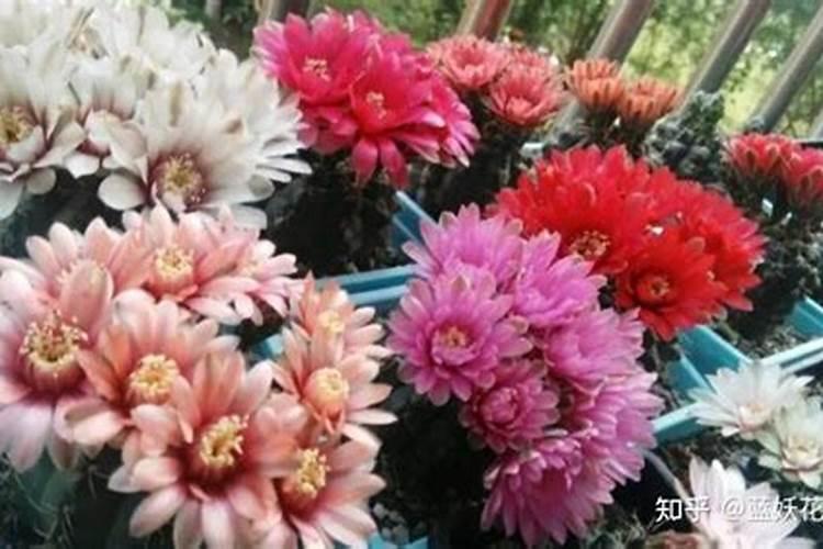 车用尿素可以给植物施肥吗 车用尿素能用在农作物上面做肥料吗