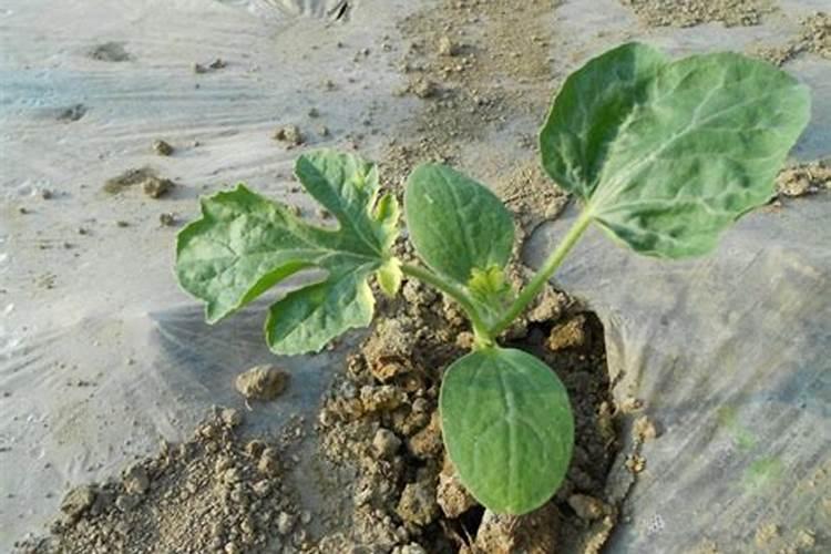 白菜喷什么叶面肥长得快