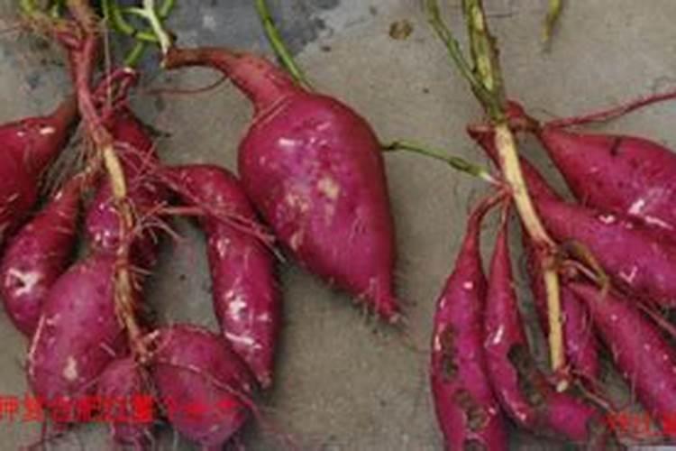 种花什么肥料最好用、茶花用什么肥料最好