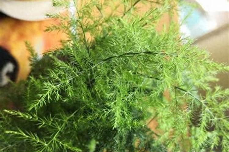 文竹需要什么元素肥料