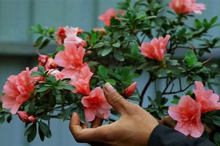 杜鹃花的叶子发黄了不知是什么原因造成的？