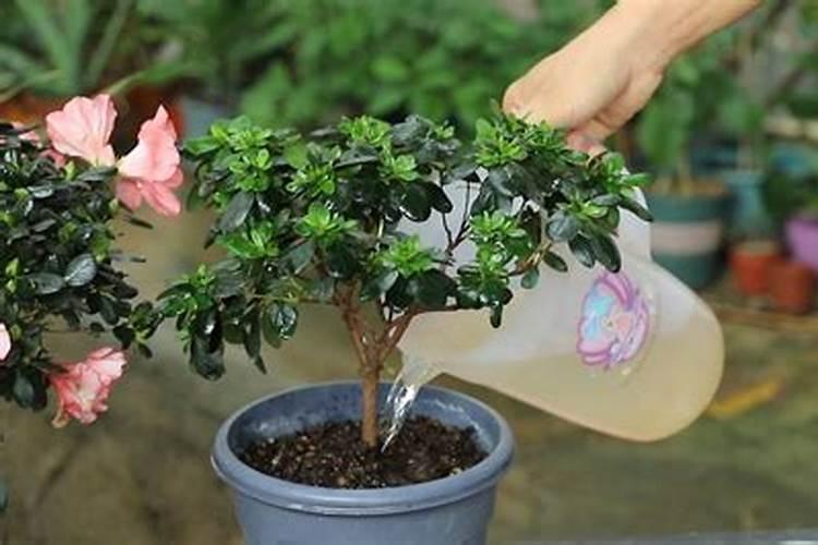 杜鹃花要施什么肥料
