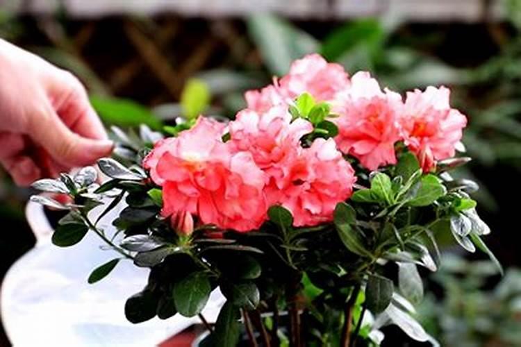 杜鹃花带芽怎么施肥？施肥需要水吗？