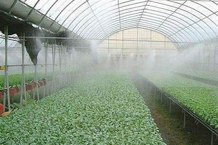 辣椒叶面喷施磷酸二氢钾和尿素好吗