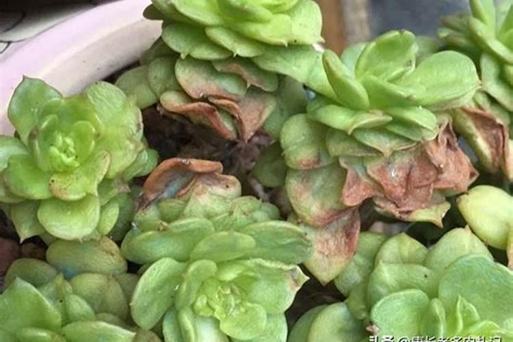 昙花施什么肥才能开花