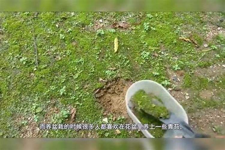 如何在鱼缸中培养青苔？