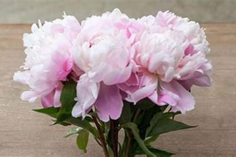 玉米打叶面肥用进口叶面肥用哪个国家的好