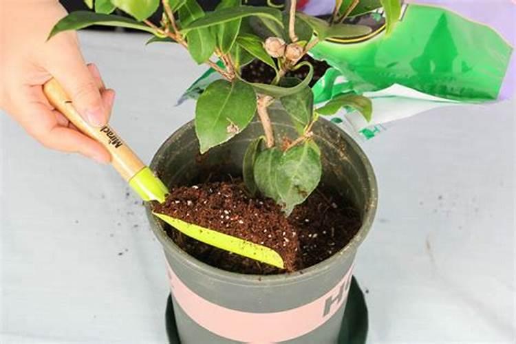 山茶花有花苞不开花怎么回事,有花苞时怎样施肥和管理