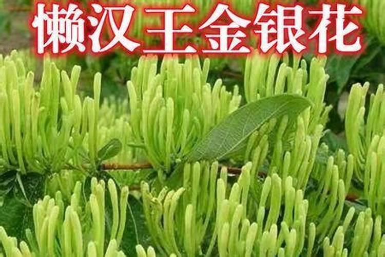 14羟基芸苔素内酯和尿素怎么兑水