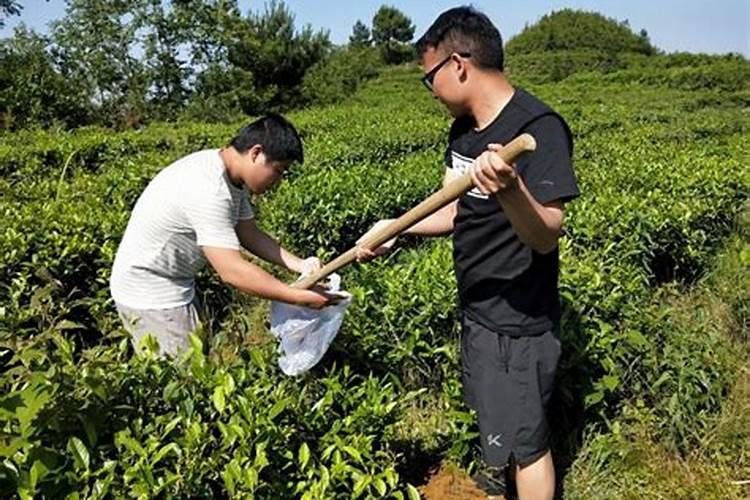 种植南瓜需要的氮磷钾肥比例