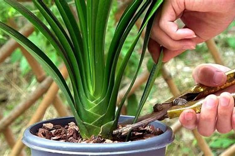 君子兰叶面肥怎么用