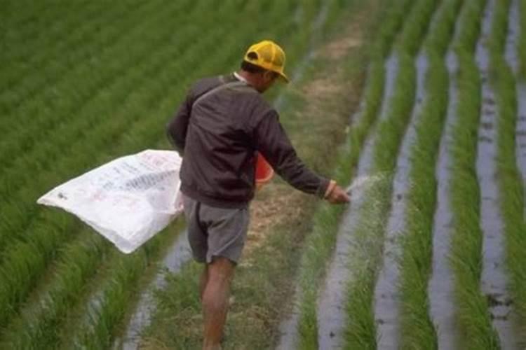 自制养花肥水怎样去除臭味？