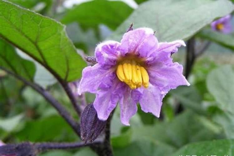 含氮高的肥料有哪些