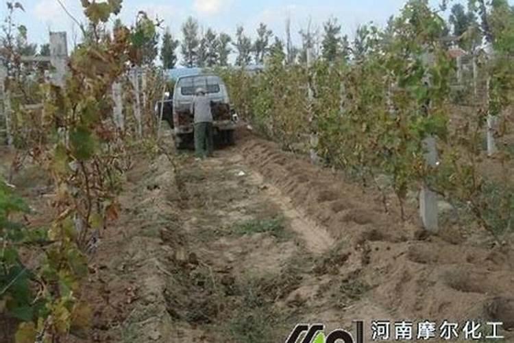 请问专家:葡萄采摘后施点什么肥料？