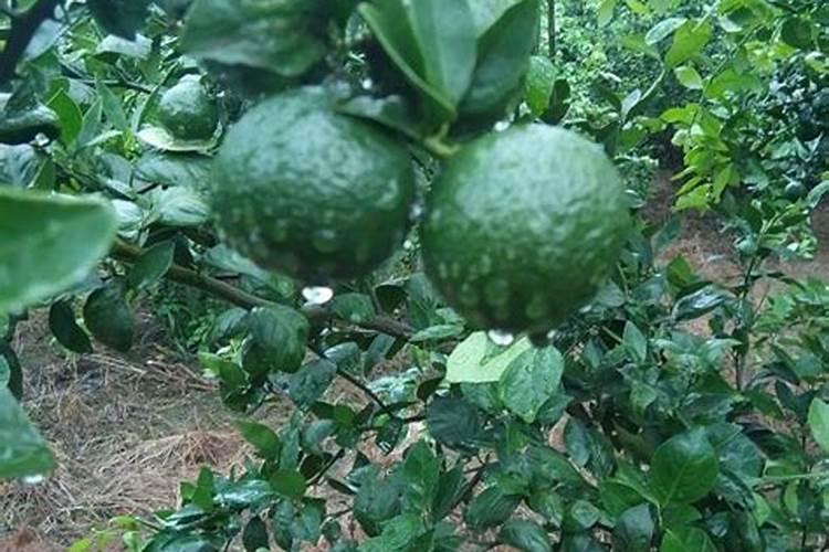 产多糖微生物简介