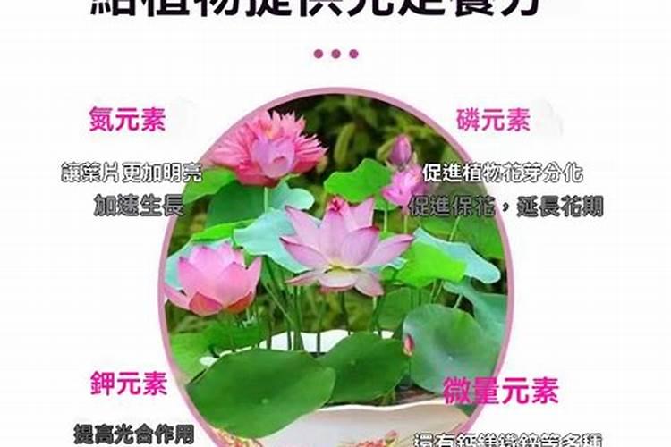 四种很仙的“水中花”,养护得当四季有花赏,如何养呢？