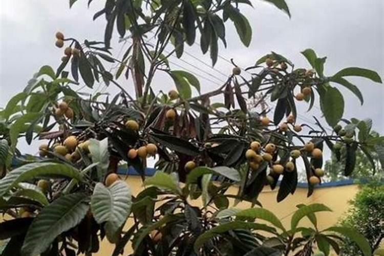 枇杷施肥时间和管理