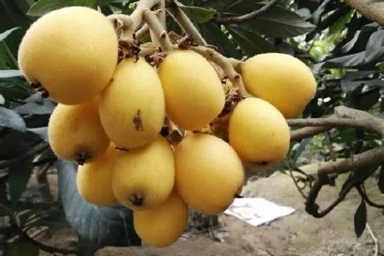 枇杷树多久施肥