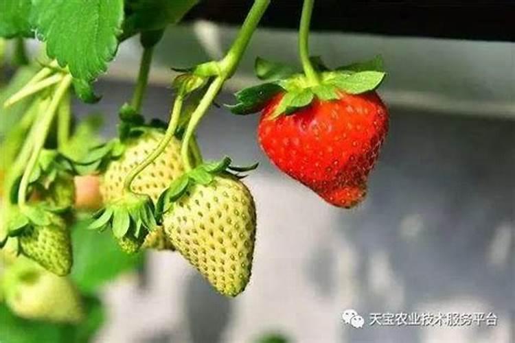 荔枝在上市前施什么肥料最好？