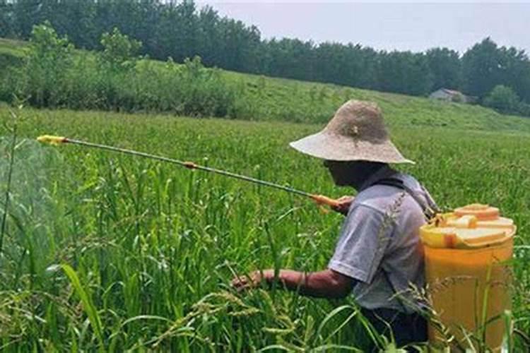 哪种叶面肥能让叶子又肥又大