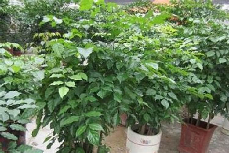 葫芦浇水多久一次 葫芦浇水方法