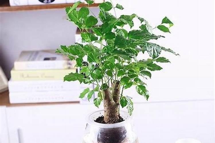 绿宝施什么肥最好