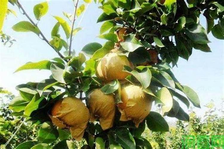 硼肥的十大害处