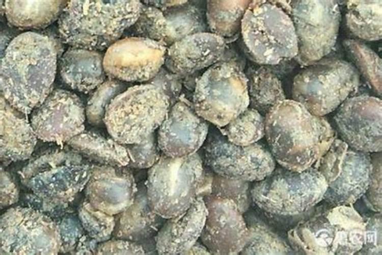 大棚黄瓜落架需要剪掉底下叶子吧!