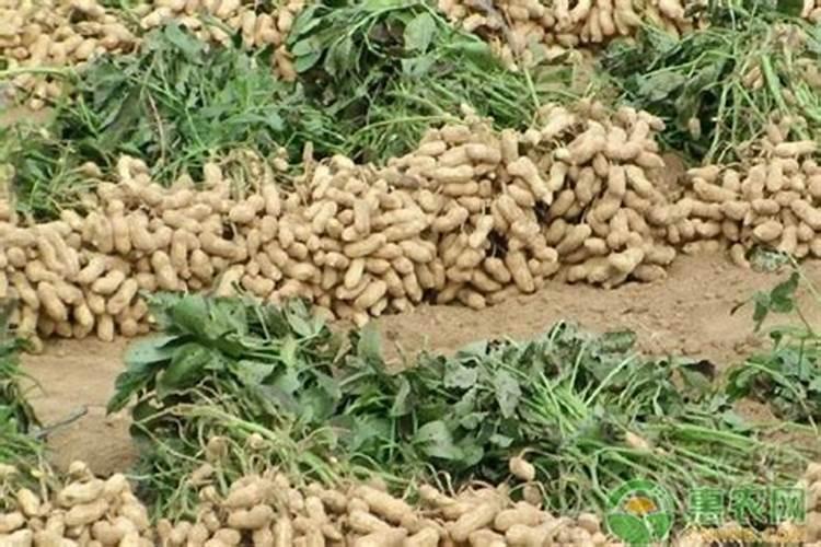 种植花生磷肥的正确方法花生种植适合什么肥料？