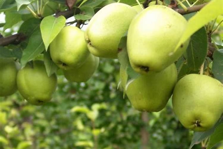 如何把握梨园施肥时期、方法和数量？