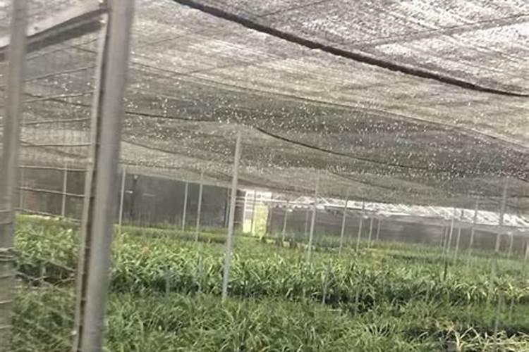玉米施肥用什么肥料好 施肥时间和方法