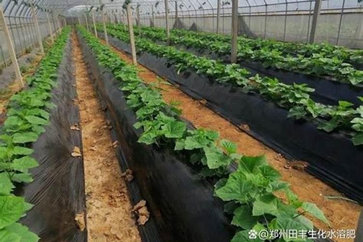 高锰酸钾可以对农作物杀虫用吗