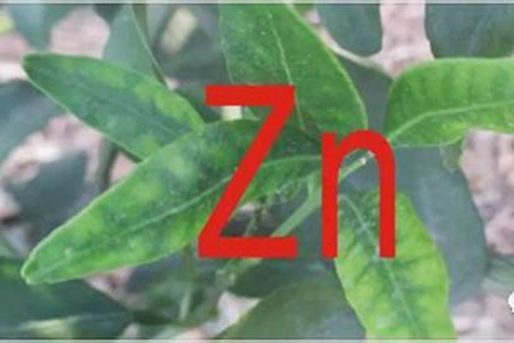 柑橘补锌方法 可以采取什么办法呢