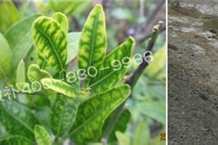 柑橘缺元素最佳补法