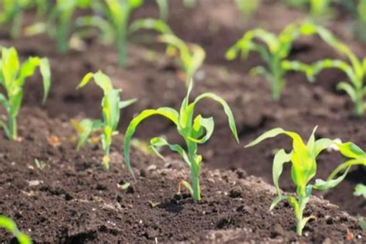 甲拌磷是什么农药