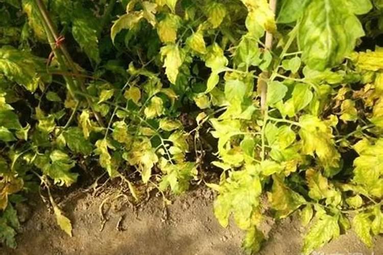 空心菜黄叶用什么肥和药