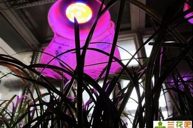 促进花发芽用什么肥