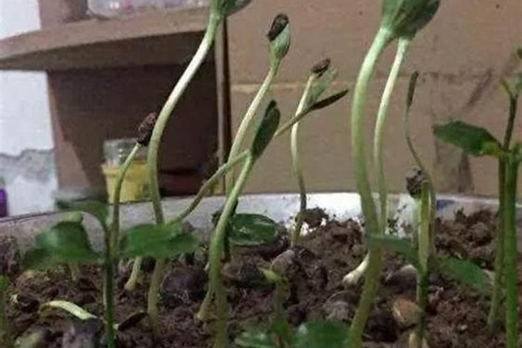 芸苔素解药害几天能见效