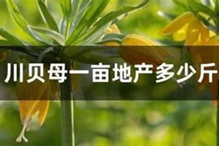 尿素哪个厂家生产好