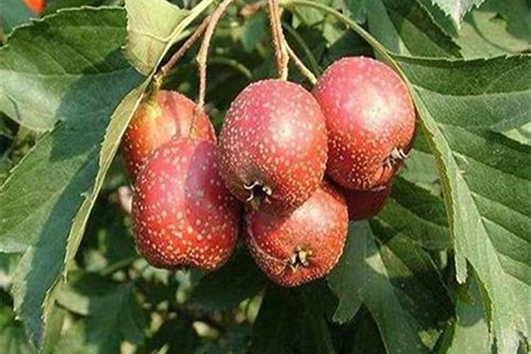 山楂树施肥的最佳时间和方法