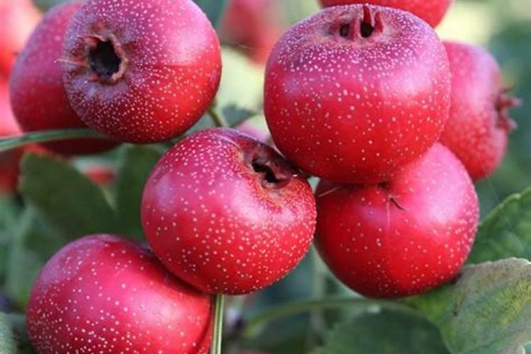 山楂树可以种在家门口吗