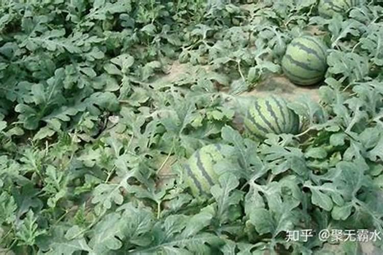 西瓜种植底肥用什么肥？