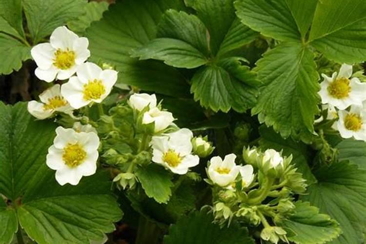 兰花施肥最佳时间 什么季节施肥最好