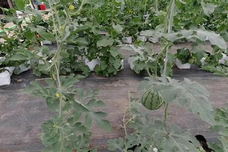 磷酸钾化学式是什么