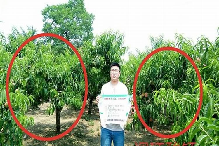 4628油桃为什么裂果特严重
