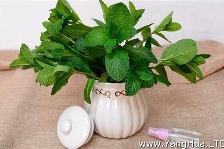 薄荷施什么肥最好
