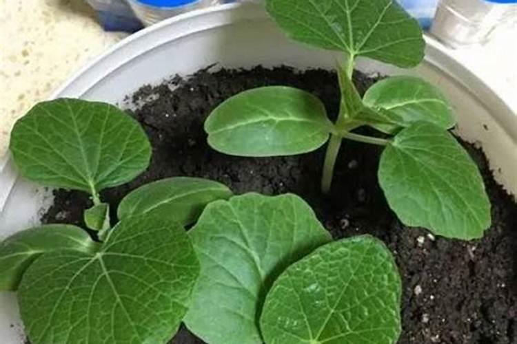 莴笋膨大长粗用什么肥或药