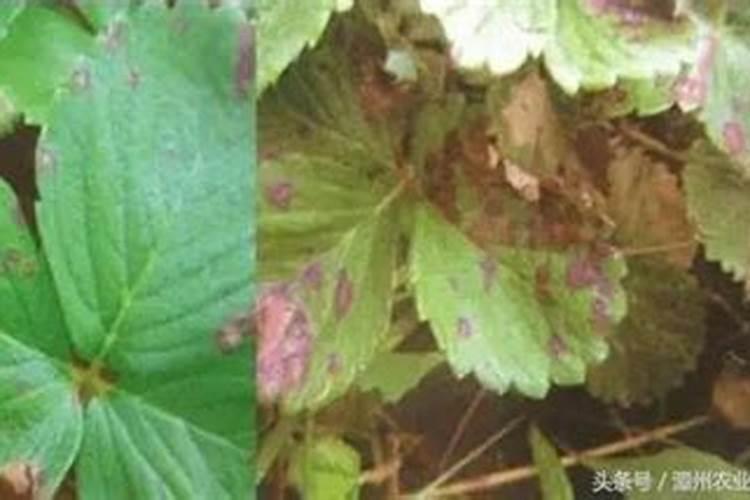 常用的钾肥品种有哪些