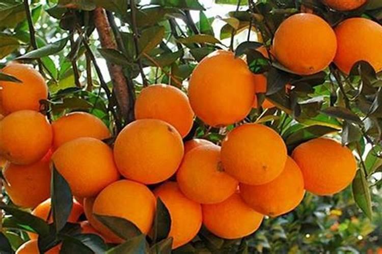 月季花冬季如何施肥效果最好,可以用水溶肥吗？